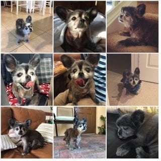 kahlua collage