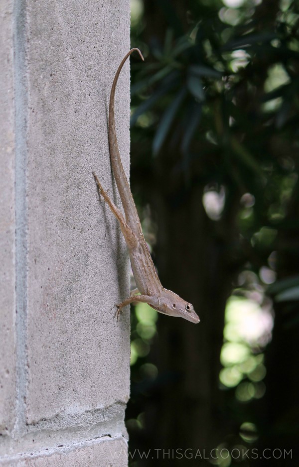 church lizardWM