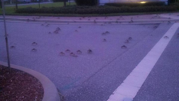 I know this isn't the greatest photo, but this gives you an idea of what we saw outside of our neighborhood the first night we encountered crab invasion!