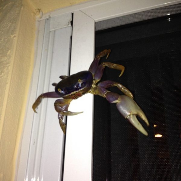 The daring crab. This crab climbed up our screen door.