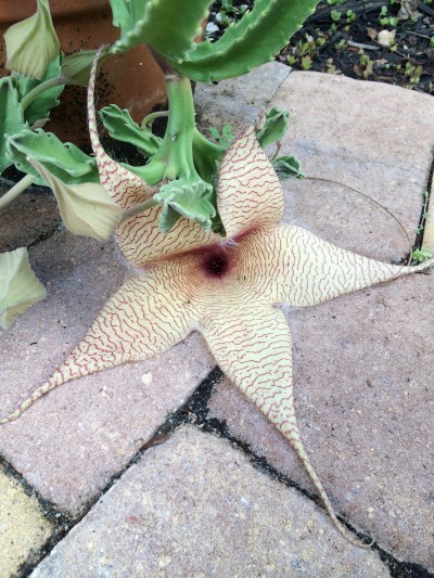 Isn't this one of the coolest flowers you've ever seen?