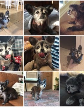 kahlua collage