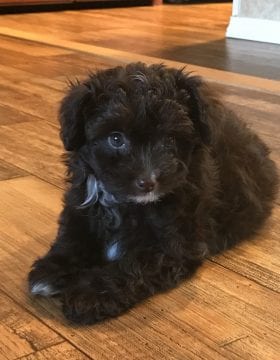 McFluff the day she came home